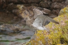 Curlew by Mick Dryden