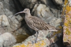 Curlew by Mick Dryden