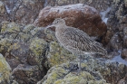 Curlew by Mick Dryden Curlew by Mick Dryden