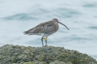 Curlew by Mick Dryden