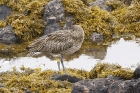 Curlew by Mick Dryden