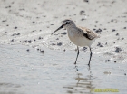 Curlew Sandpiper by Mike Nuttall