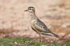 Dotterel by Tony Paintin