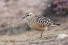 Dotterel by Mick Dryden