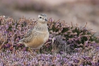 Dotterel by Mick Dryden