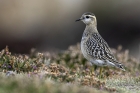 Dotterel by Romano da Costa