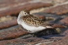 Dunlin by Mick Dryden