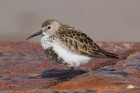 Dunlin by Mick Dryden