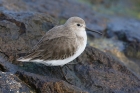 Dunlin by Mick Dryden