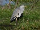 Grey Heron by Keith Pyman Grey Heron by Keith Pyman