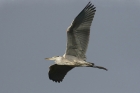 Grey Heron by Mick Dryden