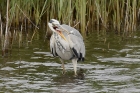 Grey Heron by Mick Dryden Grey Heron by Mick Dryden