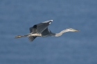 Grey Heron by Mick Dryden