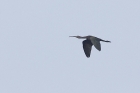 Glossy Ibis by Mick Dryden Glossy Ibis by Mick Dryden