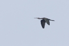 Glossy Ibis by Mick Dryden