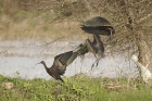 Glossy Ibis by Mick Dryden