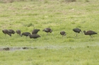 Glossy Ibis by Mick Dryden Glossy Ibis by Mick Dryden