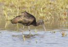 Glossy Ibis by Mick Dryden