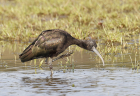 Glossy Ibis by Mick Dryden