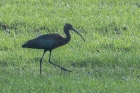 Glossy Ibis by Romano da Costa