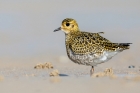 Golden Plover by Romano da Costa Golden Plover by Romano da Costa