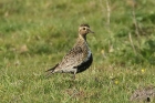 Golden Plover by Mick Dryden Golden Plover by Mick Dryden