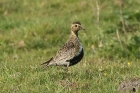 Golden Plover by Mick Dryden