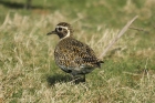 Golden Plover by Mick Dryden Golden Plover by Mick Dryden