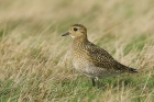 Golden Plover by Mick Dryden