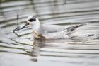 Grey Phalarope by Romano da Costa