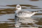 Grey Phalarope by Romano da Costa