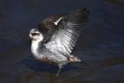 Grey Phalarope by Mick Dryden Grey Phalarope by Mick Dryden