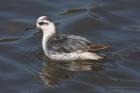 Grey Phalarope by Mick Dryden Grey Phalarope by Mick Dryden