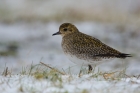 Golden Plover by Romano da Costa