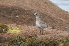 Grey Plover by Mick Dryden