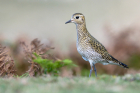 Golden Plover by Romano da Costa