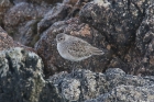 Grey Plover by Mick Dryden