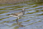 Greenshank by Mick Dryden