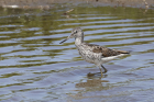 Greenshank by Mick Dryden