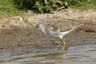 Greenshank by Mick Dryden Greenshank by Mick Dryden