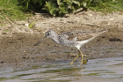 Greenshank by Mick Dryden