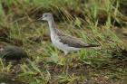 Greenshank by Mick Dryden