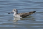 Greenshank by Mick Dryden Greenshank by Mick Dryden