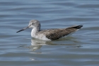 Greenshank by Mick Dryden