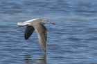 Greenshank by Mick Dryden