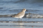 Grey Plover by Trevor Biddle