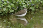 Green Sandpiper by Mick Dryden Green Sandpiper by Mick Dryden