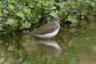 Green Sandpiper by Mick Dryden