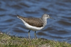 Green Sandpiper by Stewart Logan