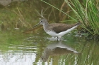 Green Sandpiper by Mick Dryden